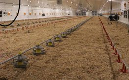 Алтайские учёные получили органические удобрения из отходов птицеводства