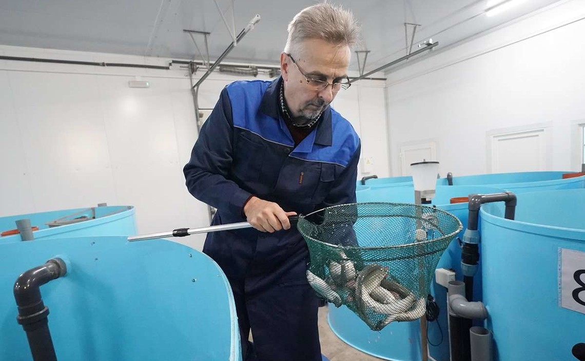 В Калининградской области растёт производство аквакультуры