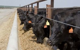 Роспотребнадзор против использования зилпатерола в кормах для животных