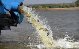 Рыбоводы Молдовы недовольны новым законом