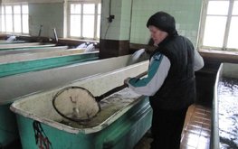 Для Северо-Запада предлагают создать центр аквакультуры