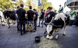 В Нидерландах закроют 3 тыс. ферм в рамках экологической программы