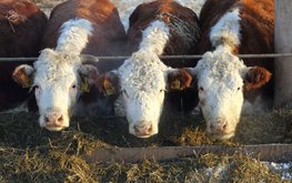 Производство говядины в Нижнем Новгороде остаётся убыточным