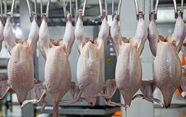Производство бройлеров в Приморском крае увеличилось на 35,5%