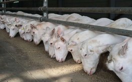 Рынок кормовых добавок для сельхозживотных за пятилетку достигнет стоимости 26,3 млрд долларов США