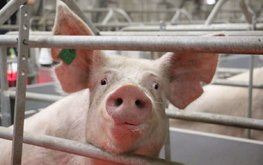 Британские свиноводы просят разрешить им использовать в кормах переработанный животный белок