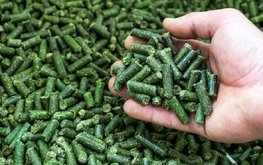 Россия получила разрешение на поставку в Китай люцерны