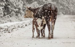 Зимний шторм в США закрывает мясные заводы, угрожает пшенице и крупному рогатому скоту