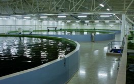 В Швеции строят наземную ферму по выращиванию лосося