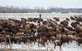 Какие ветеринарные правила вступают в силу с 2023 года