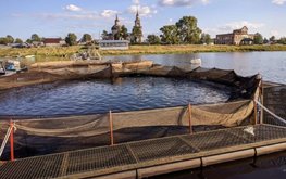 В Подмосковье производителей товарной аквакультуры поддержат субсидиями