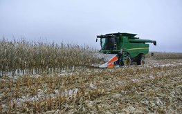 Российские аграрии недоберут около двух миллионов тонн кукурузы