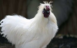 В Китае утвердили новые породы скота