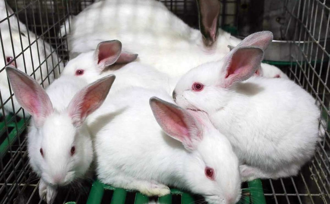 Липецкая область &ndash; в числе регионов-лидеров по производству продукции кролиководства