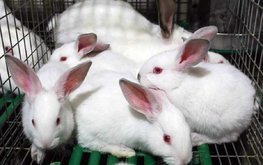 Липецкая область &ndash; в числе регионов-лидеров по производству продукции кролиководства