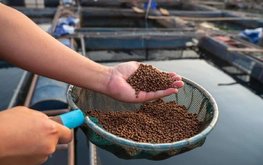 ЕЭК продлила срок действия пониженной таможенной пошлины на отдельные виды корма для лососёвых рыб