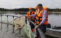 Почти 1100 тонн продукции аквакультуры произведено рыбоводами Вологодской области в прошлом году