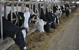 В 2023 году поддержка молочного животноводства Дона вырастет на 80%