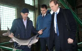 Донской регион сохраняет лидерские позиции по производству и добыче рыбы в Азово-Черноморском бассейне