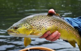 В Чечне планируют разводить редкую форель