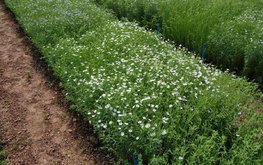 Липецкие аграрии увеличат площади под техническими культурами