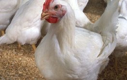 Говядину из рациона населения вытесняют свинина и куры-бройлеры