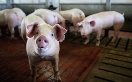 В 2022 году поголовье свиней в отечественном АПК увеличилось на 1 млн