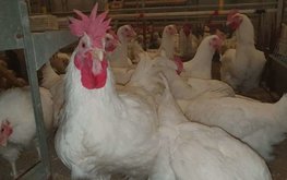Новый кросс кур оценят на российских птицефабриках