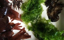 Россия может увеличить производство водорослей в десятки раз