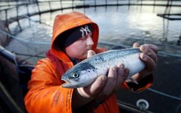 Инвестиционный потенциал производства аквакультуры в России оценили в 60 млрд рублей