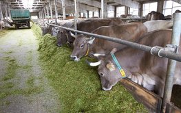 Производство мяса скота и птицы в Смоленской области выросло на 26%