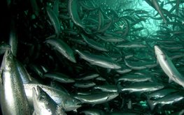Перспективными кормами для лосося могут стать насекомые и бактерии