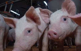 Рейтинг крупнейших производителей свинины в РФ за 2022 год