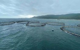 В Великобритании ищут замену рыбьему жиру в кормах для аквакультуры
