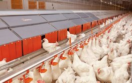 Эксперты обозначили тенденции развития птицеводства на 2023 год