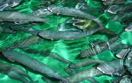В России производство аквакультуры выросло на 7,5 процентов