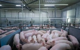 В Рязанской области открылся свиноводческий комплекс на 20 тысяч голов свиней