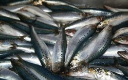Российские учёные нашли новое применение сардине иваси