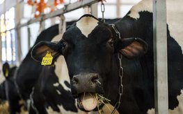 Какие ветправила начнут действовать с 1 марта