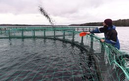 Российским аквакультурным хозяйствам компенсируют до 20% расходов