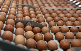 Росптицесоюз прогнозирует рост экспорта яйца до 850 млн штук к 2030 году