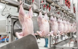 Росптицсоюз составил топ-20 производителей мяса бройлеров