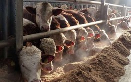 В Бурятии появится крупный животноводческий комплекс по разведению КРС мясного направления