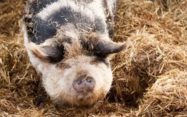 Рыжие, пятнистые и с курчавой шерстью: топ-10 необычных пород свиней