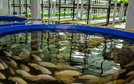 Российские учёные будут исследовать применение бактериофагов в аквакультуре