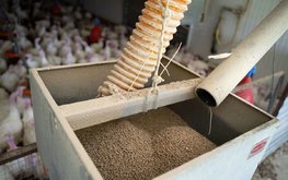Цены на комбикорма и премиксы за год выросли на 9%