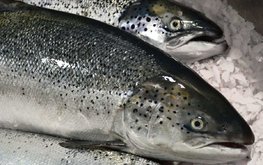 В России начнут производить органическую рыбу