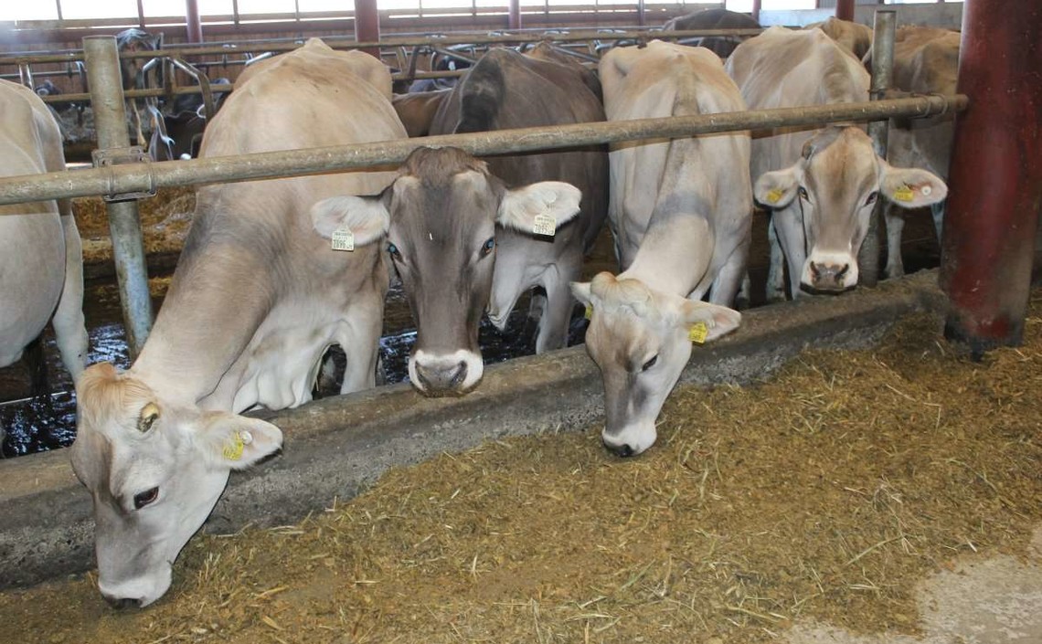 На Дону растёт объем производства животноводческой продукции