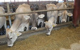 На Дону растёт объем производства животноводческой продукции