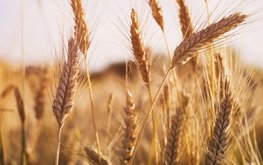 Омскими учёными создано 10 новых перспективных сортов сельскохозяйственных культур
